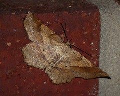 Euchlaena deplanaria