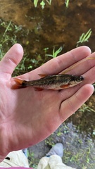 Rhynchocypris percnurus