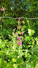 Silene dioica