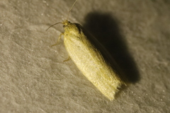 Zelotherses paleana