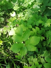 Aegopodium podagraria