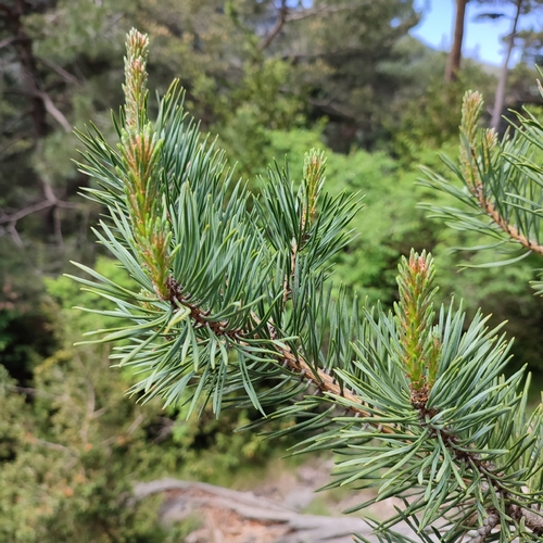 Mountain Pine