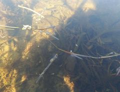 Potamogeton compressus