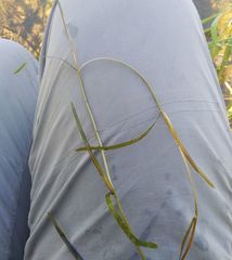 Potamogeton compressus