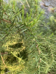 Cliffortia strobilifera