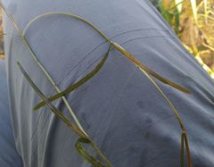 Potamogeton compressus