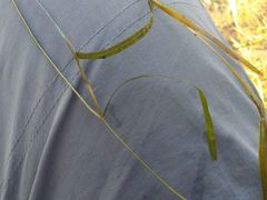 Potamogeton compressus