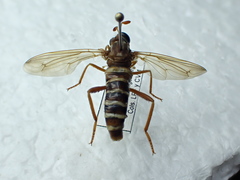 Opomydas townsendi