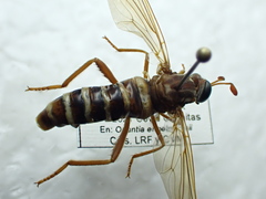Opomydas townsendi