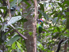 Psilopogon rafflesii