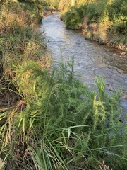 Cliffortia strobilifera