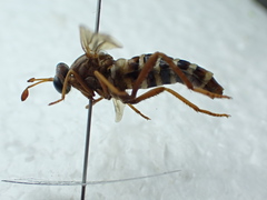 Opomydas townsendi
