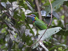 Psilopogon rafflesii