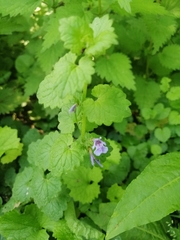 Glechoma hederacea
