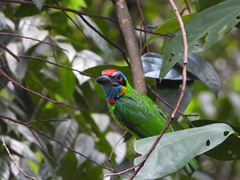 Psilopogon rafflesii