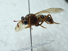 Opomydas townsendi