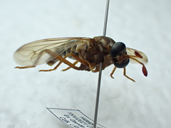 Opomydas townsendi