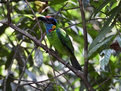 Psilopogon rafflesii