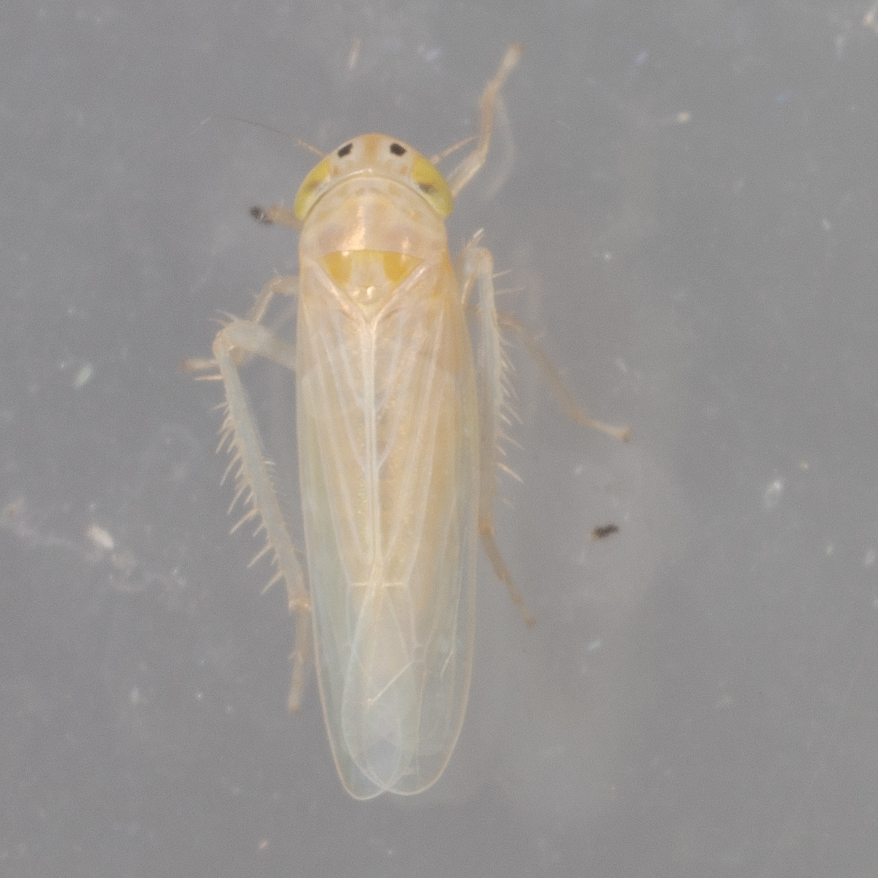 Dalbulus maidis Insect Vectors of Plant Disease