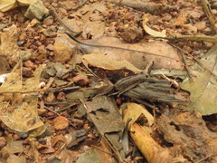 Clinotarsus curtipes