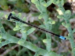 Ischnura barberi