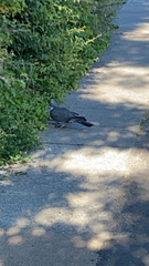 Columba palumbus