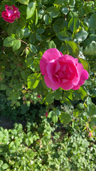 Rosa