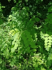 Robinia pseudoacacia