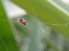 Argyrodes argyrodes