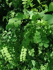 Robinia pseudoacacia