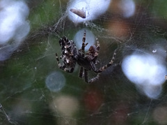 Cyrtophora citricola