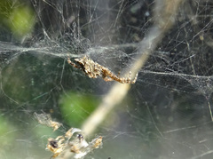 Cyrtophora citricola