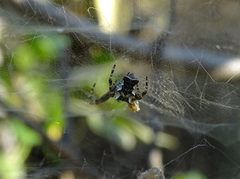 Cyrtophora citricola