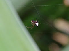 Argyrodes argyrodes