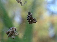 Cyrtophora citricola