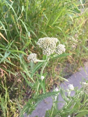 Achillea pannonica