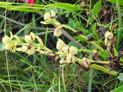 Ophrys fusca funerea