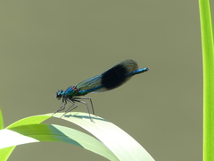 Calopteryx splendens