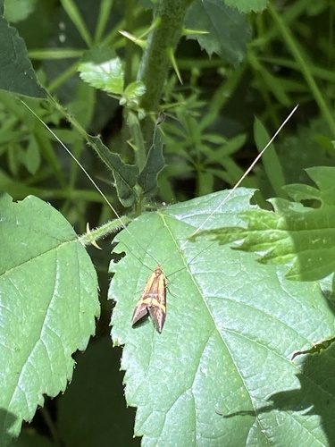 Nemophora degeerella