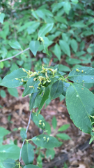 Eriophyes cerasicrumena