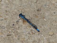 Enallagma cyathigerum