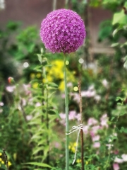 Allium giganteum