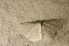 Scopula caricaria