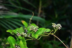 Cynanchum lanhsuense