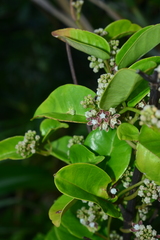 Cynanchum lanhsuense