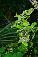 Cynanchum lanhsuense