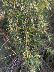Cliffortia strobilifera