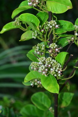 Cynanchum lanhsuense