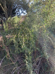 Cliffortia strobilifera