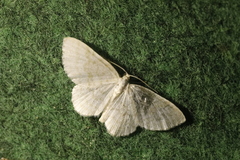 Asthena albulata